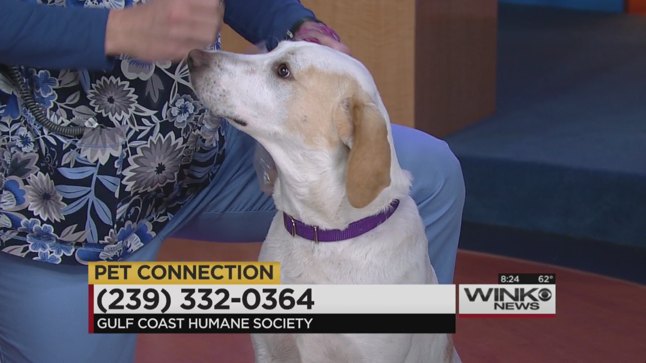 Pet Connection | WINK NEWS