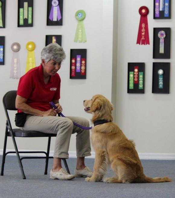 web-sized-IMG_5772-service-dog-in-training.jpg